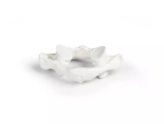 Vertebrae model, individual (C1-L5) -