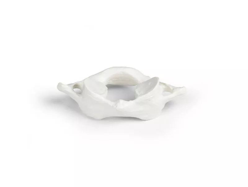 Vertebrae model, individual (C1-L5) -