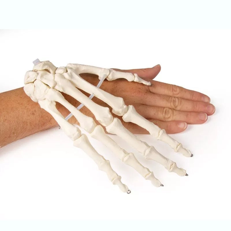 Skeleton of Hand