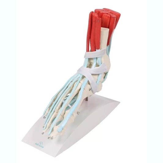 Skeleton of a Foot with Ligaments -