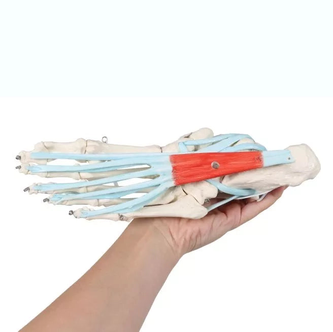 Skeleton of a Foot with Ligaments
