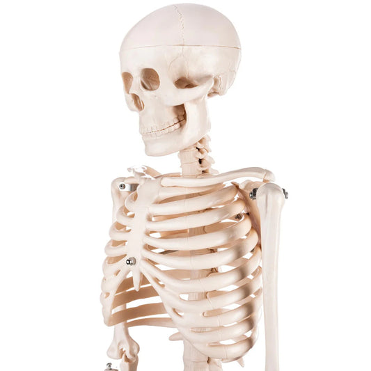 Budget Half Size Skeleton Model -