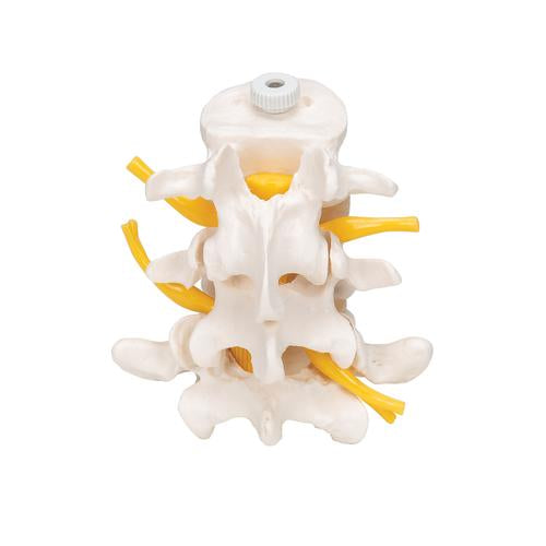 3 Human Lumbar Vertebrae, Flexibly Mounted -