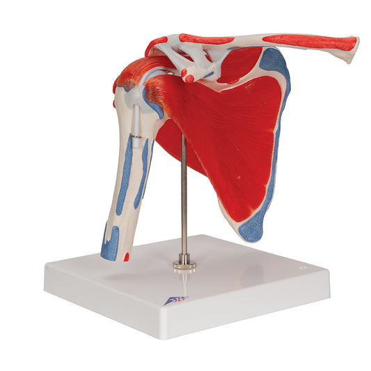 Human Shoulder Joint Model with Rotator Cuff & 4 Removable Muscles, 5 part -