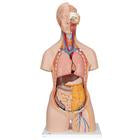 Classic Unisex Human Torso Model with Opened Neck and Back, 18 part -