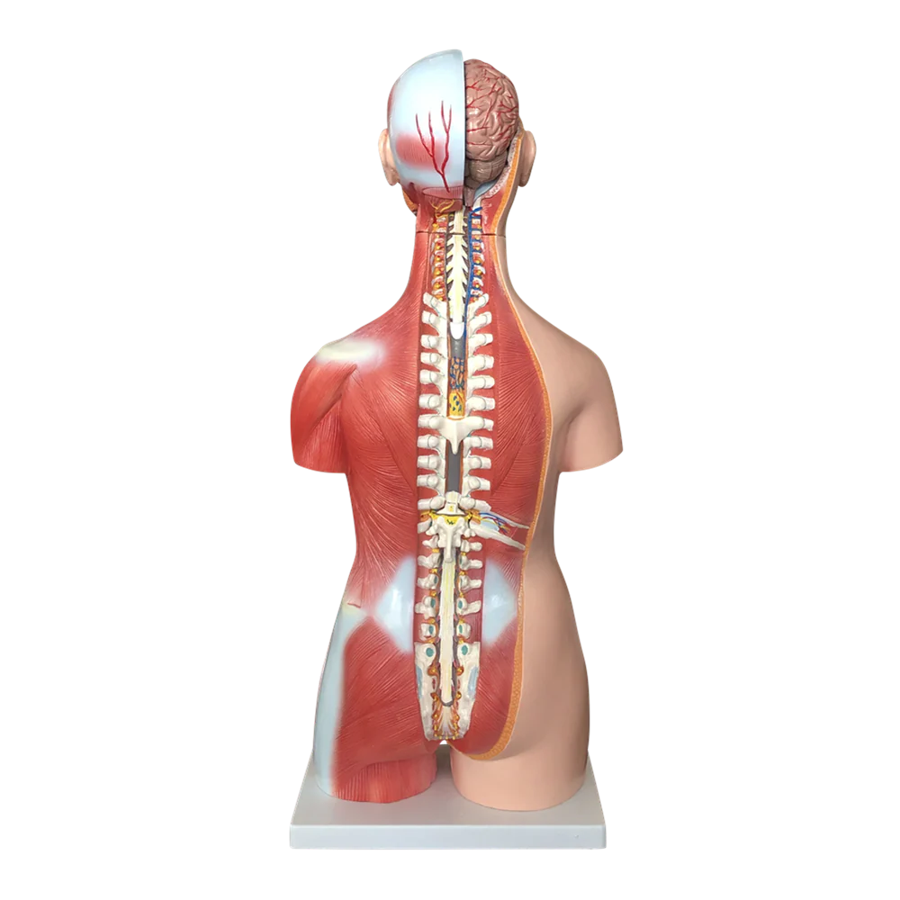Budget Genderless Torso Model (30 Part) -