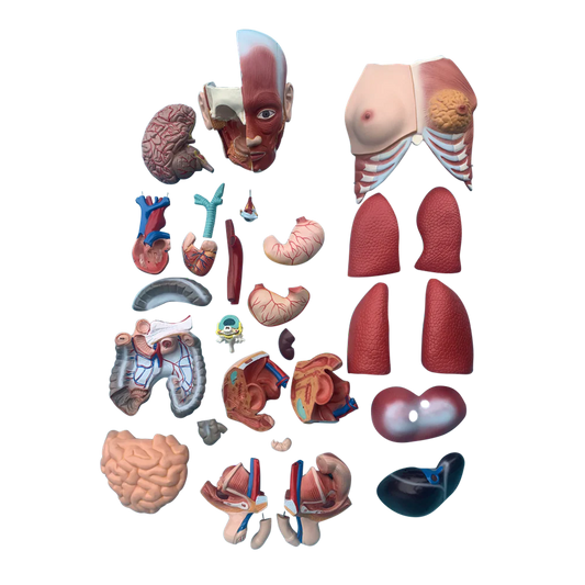 Budget Genderless Torso Model (30 Part) -