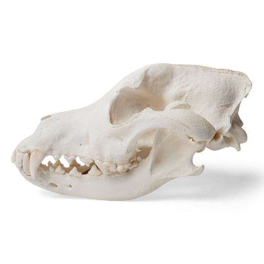 Dog Skull (Canis lupus familiaris), Size L, Specimen - 3B Scientific