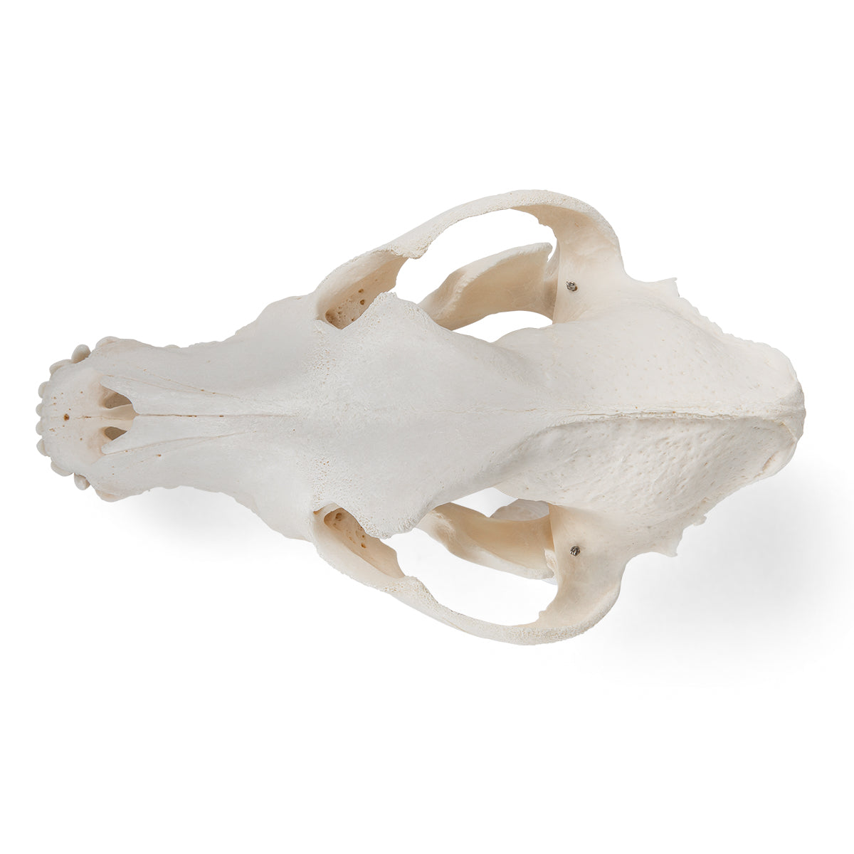 Dog Skull (Canis lupus familiaris), Size L, Specimen - 3B Scientific