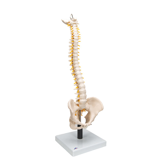 Flexible Human Spine Model with Soft Intervertebral Discs - 3B Scientific