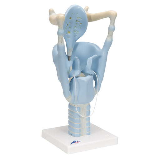 Functional Human Larynx Model - 3 Times Full-Size