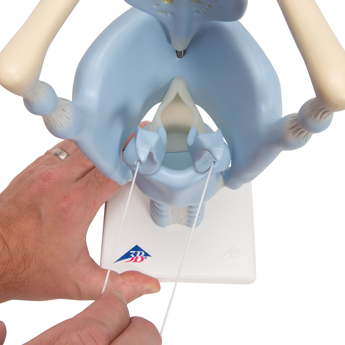 Functional Human Larynx Model - 3 Times Full-Size