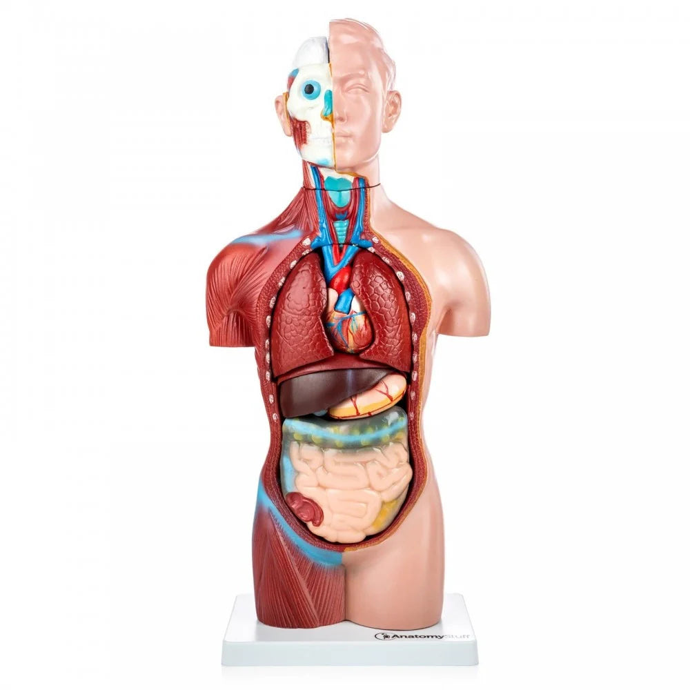 Primary School Anatomy Collection -