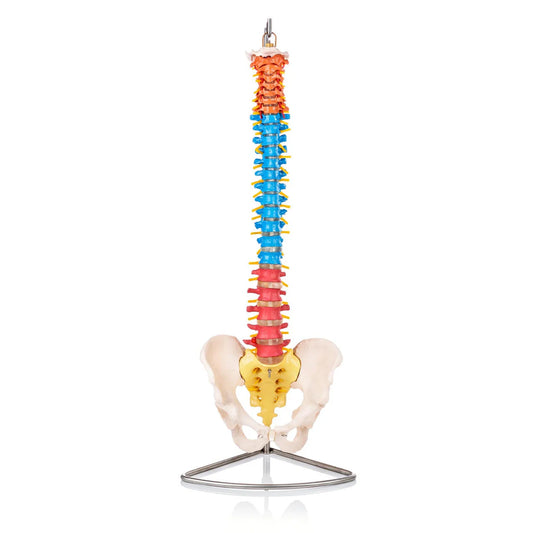 Budget Flexible Didactic Spine Model with Pelvis -