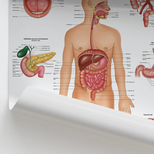 Digestive System Anatomy Chart / Poster - Laminated -