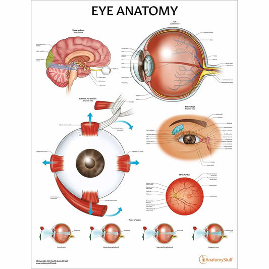 Eye Anatomy & Pathology Collection -
