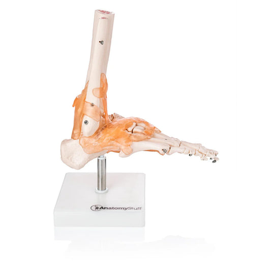 Foot and Ankle Model with Ligaments -