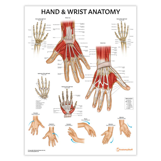 Hand & Wrist Anatomy & Pathology Collection -