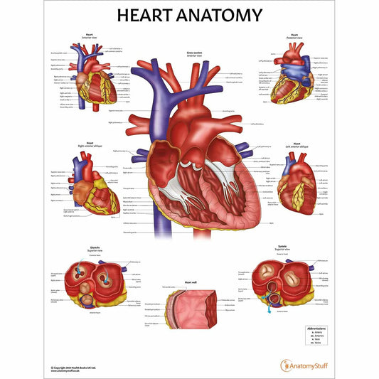 Heart Anatomy Collection -