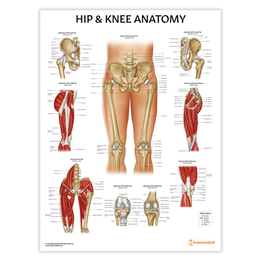 Knee Anatomy & Pathology Collection -