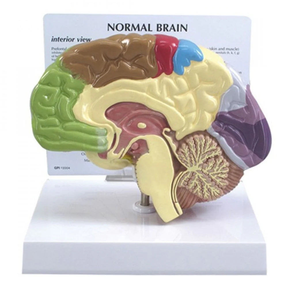 Brain Anatomy & Pathology Collection -