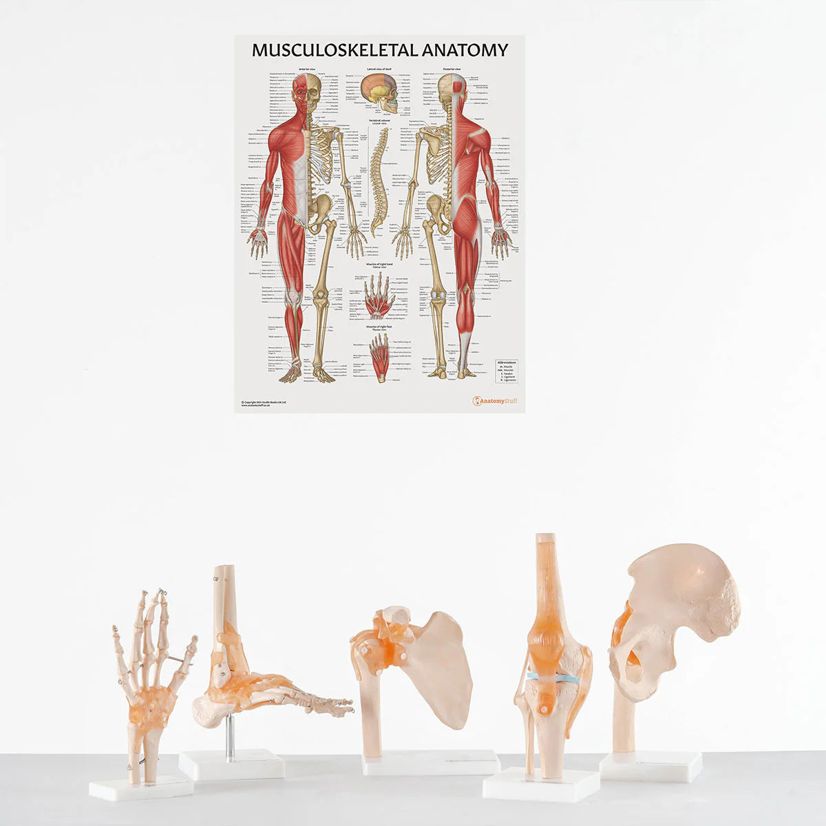 Joint Model Set (5 part) -