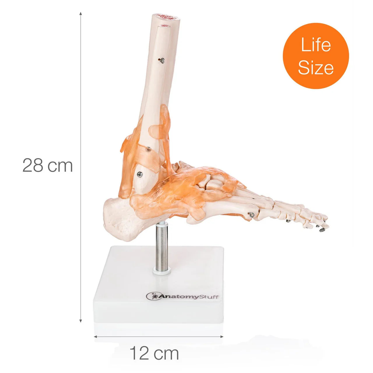 Foot and Ankle Model with Ligaments -