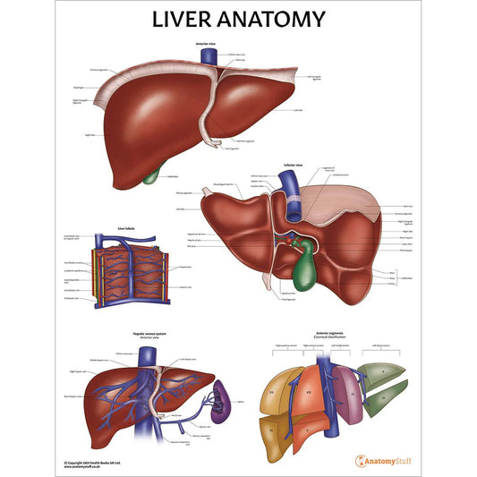 Liver Anatomy & Pathology Collection -