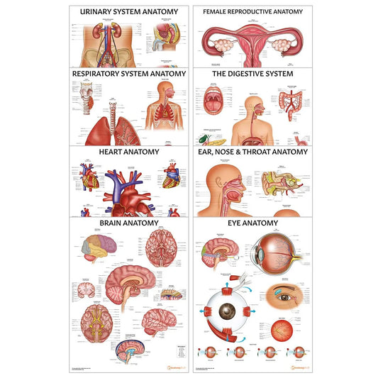 Organ Anatomy Collection -