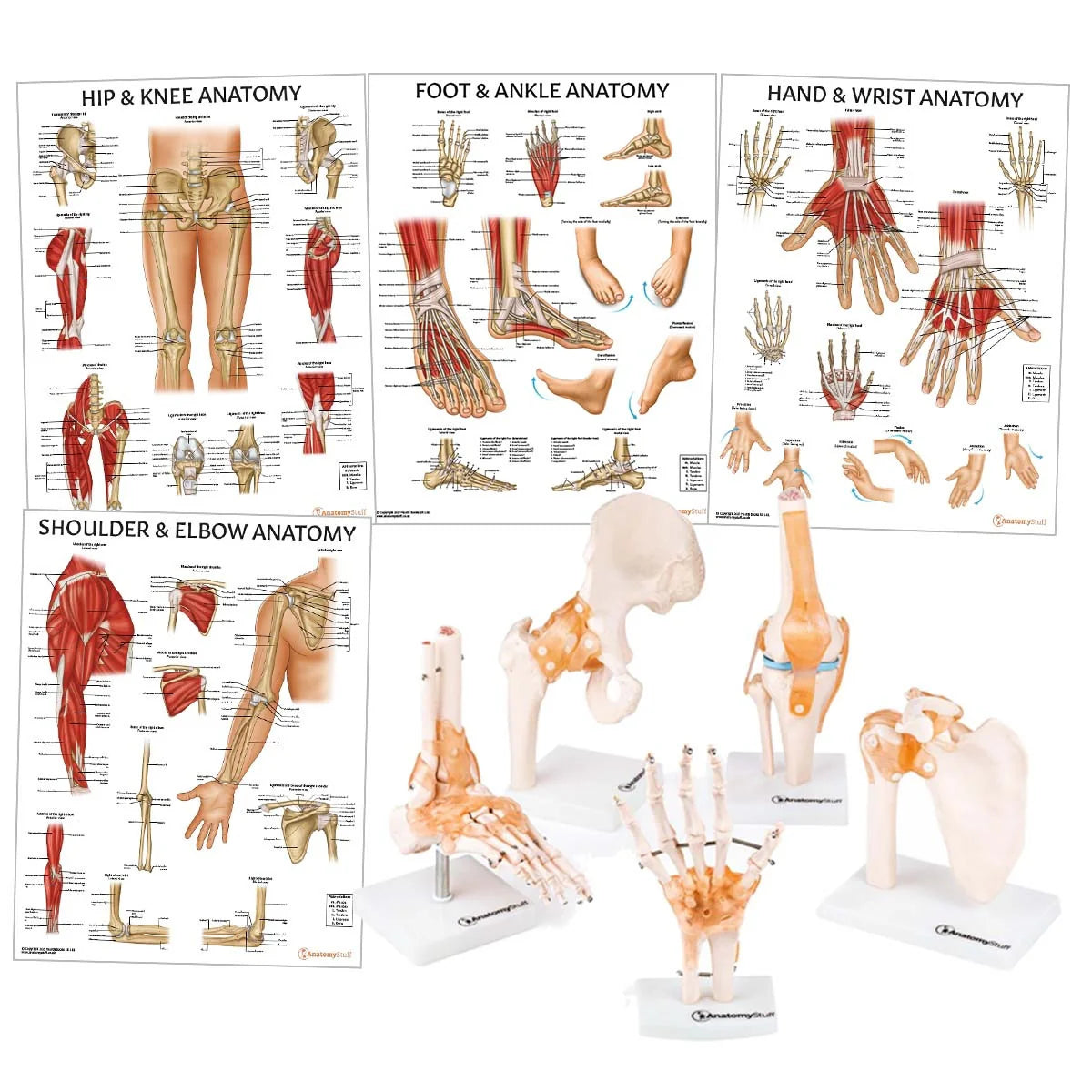 Peripheral Joint Anatomy Collection -