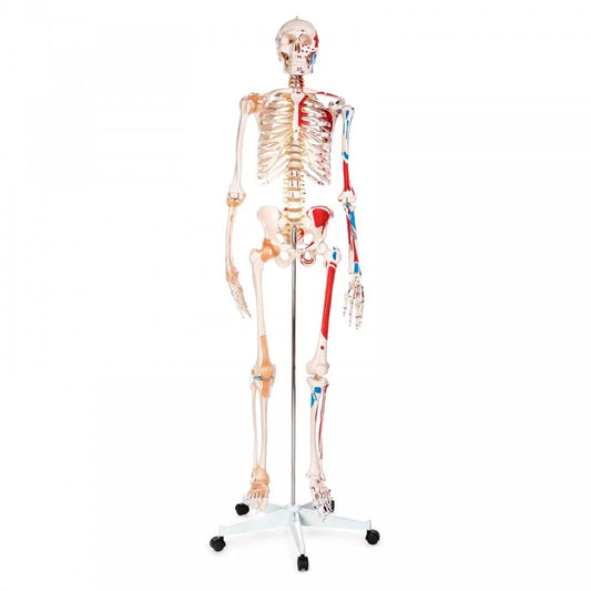Skeleton Anatomy Collection -