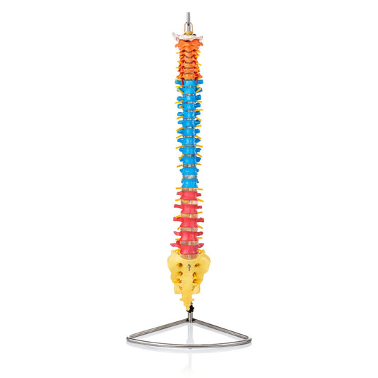 Flexible Didactic Spine Model -