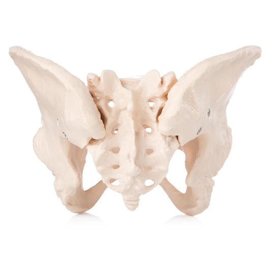 Budget Female Pelvis Model -