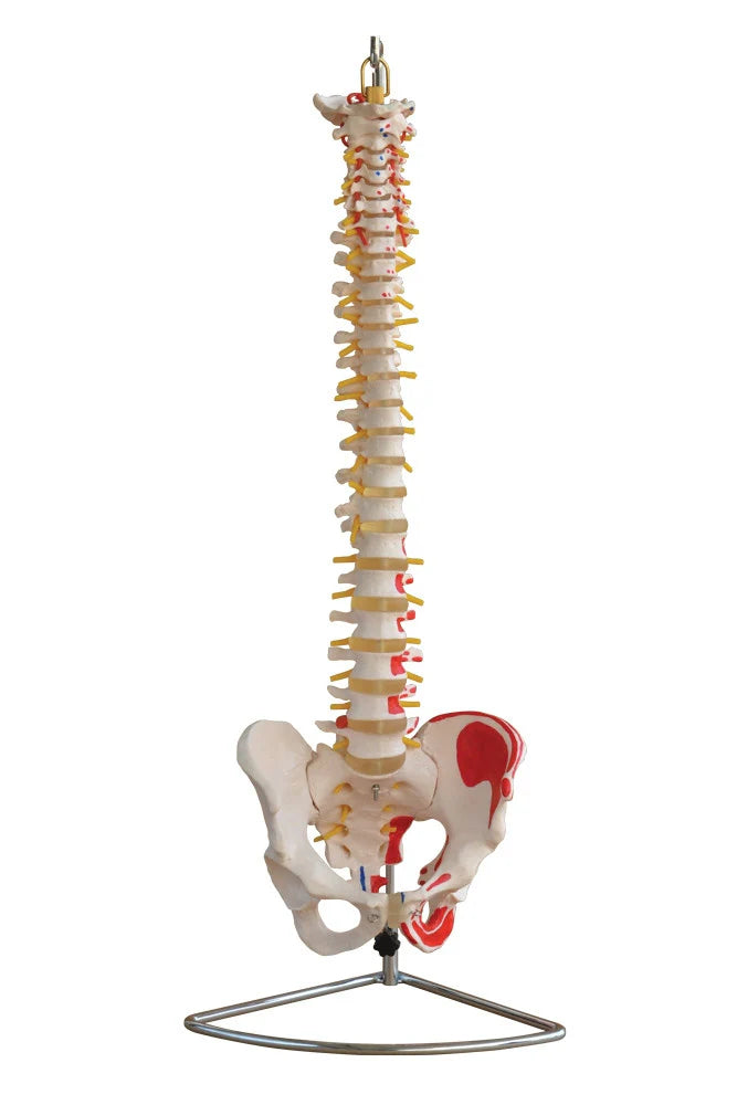 Flexible Spine Model with Pelvis and painted muscles -