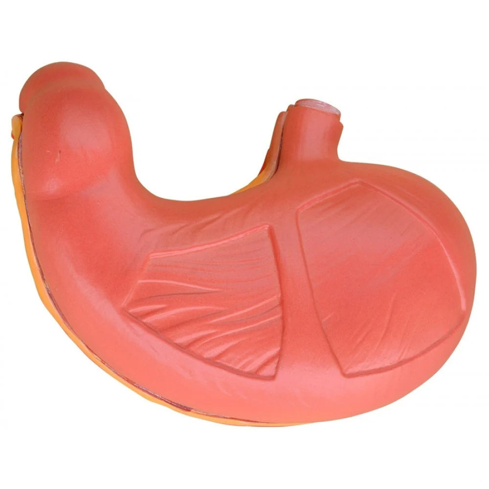 Organ Anatomy Collection -