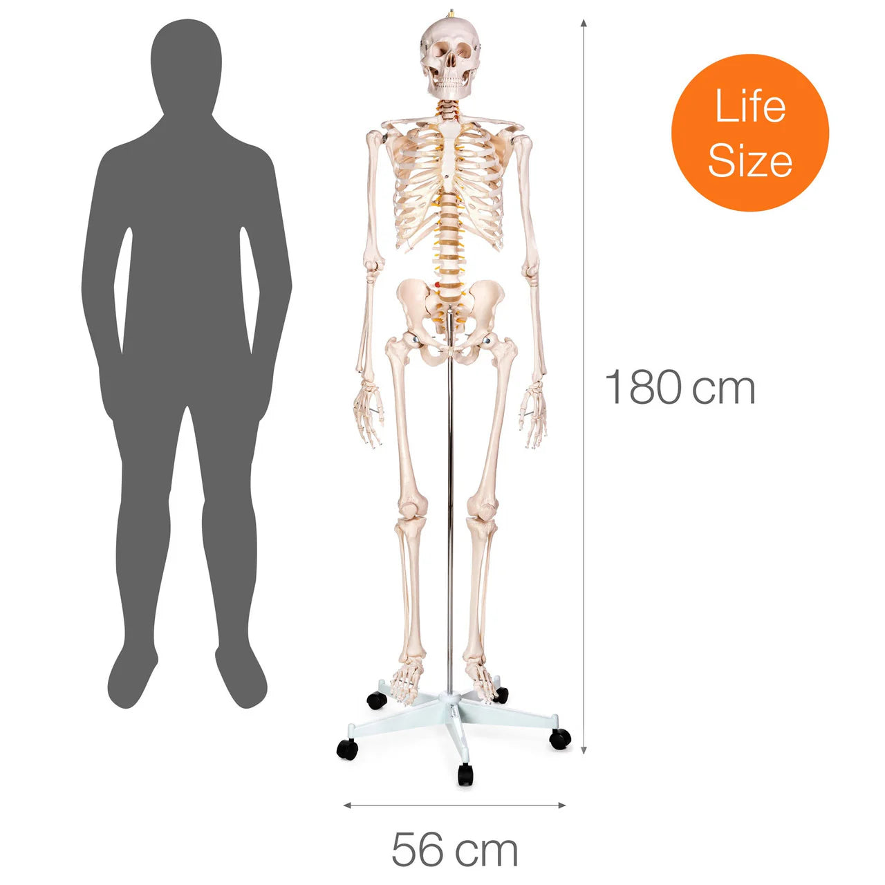 Budget Life-Size Skeleton Model -