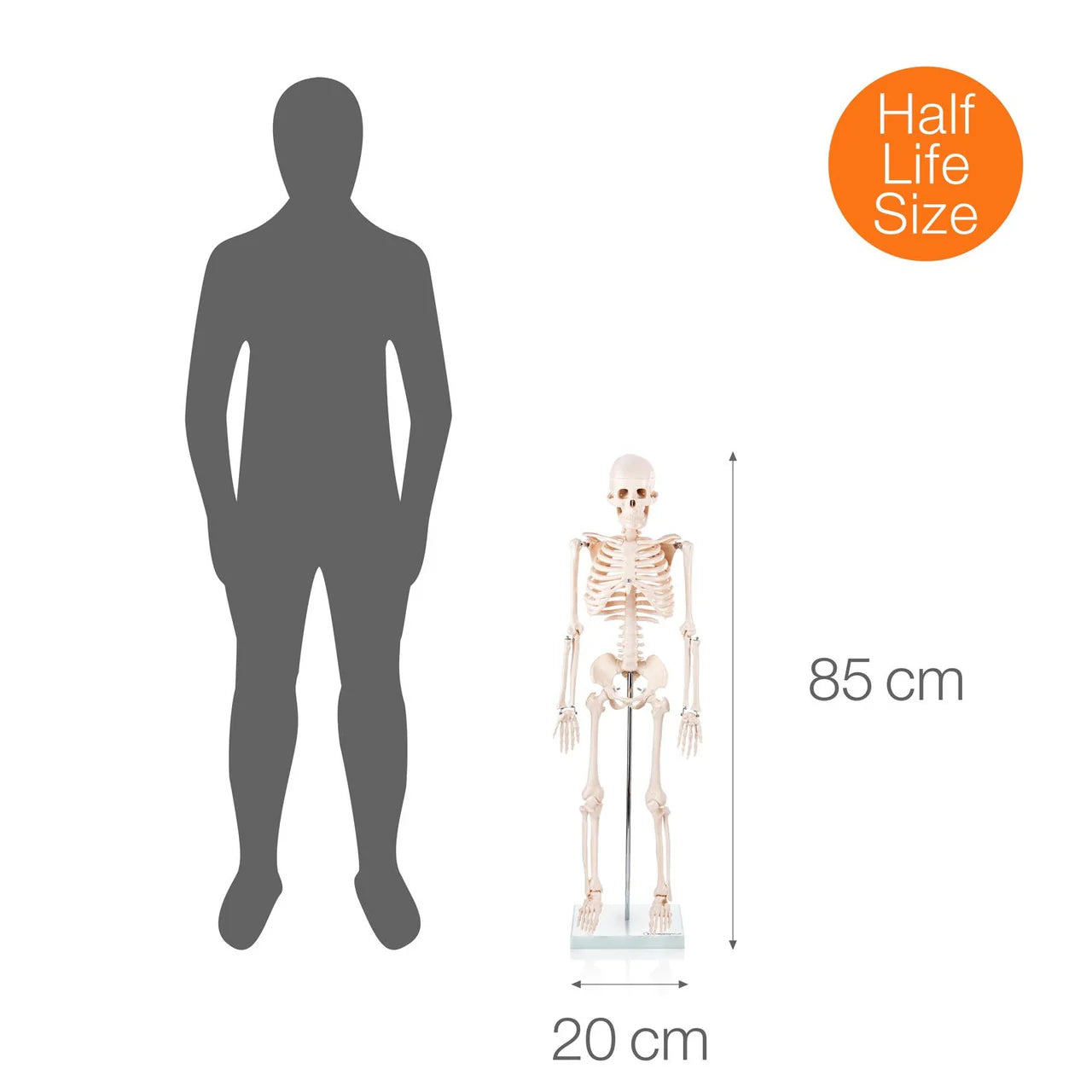 Budget Half Size Skeleton Model -