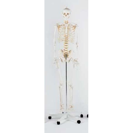 Anatomical Life Size Skeleton 180cm - Pelvic Mounted -