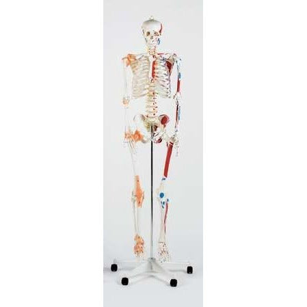 Anatomical Model Skeleton with Muscles & Ligaments - 180cm -