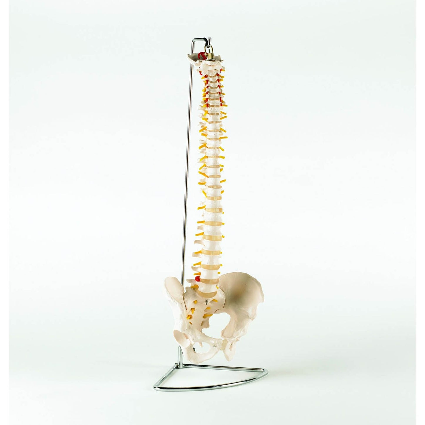 Life Size Vertebral Column with Pelvis (flexible) - Performance Health