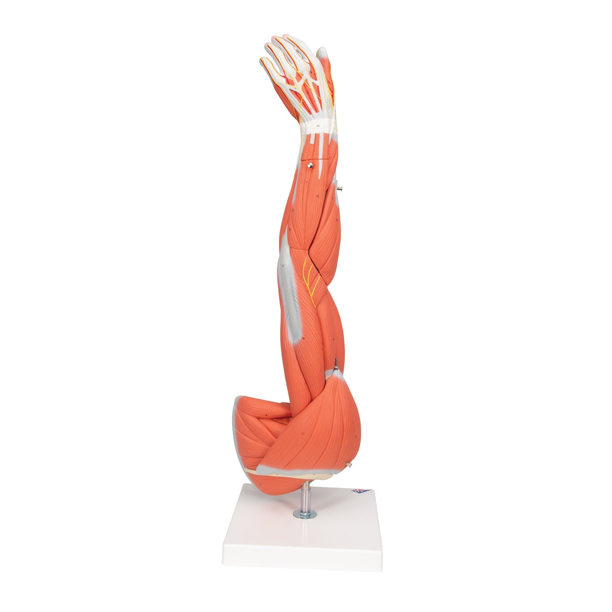 Muscle Arm Model - 3/4 Life-Size - 6 Parts - 3B Scientific