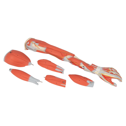 Muscle Arm Model - 3/4 Life-Size - 6 Parts - 3B Scientific