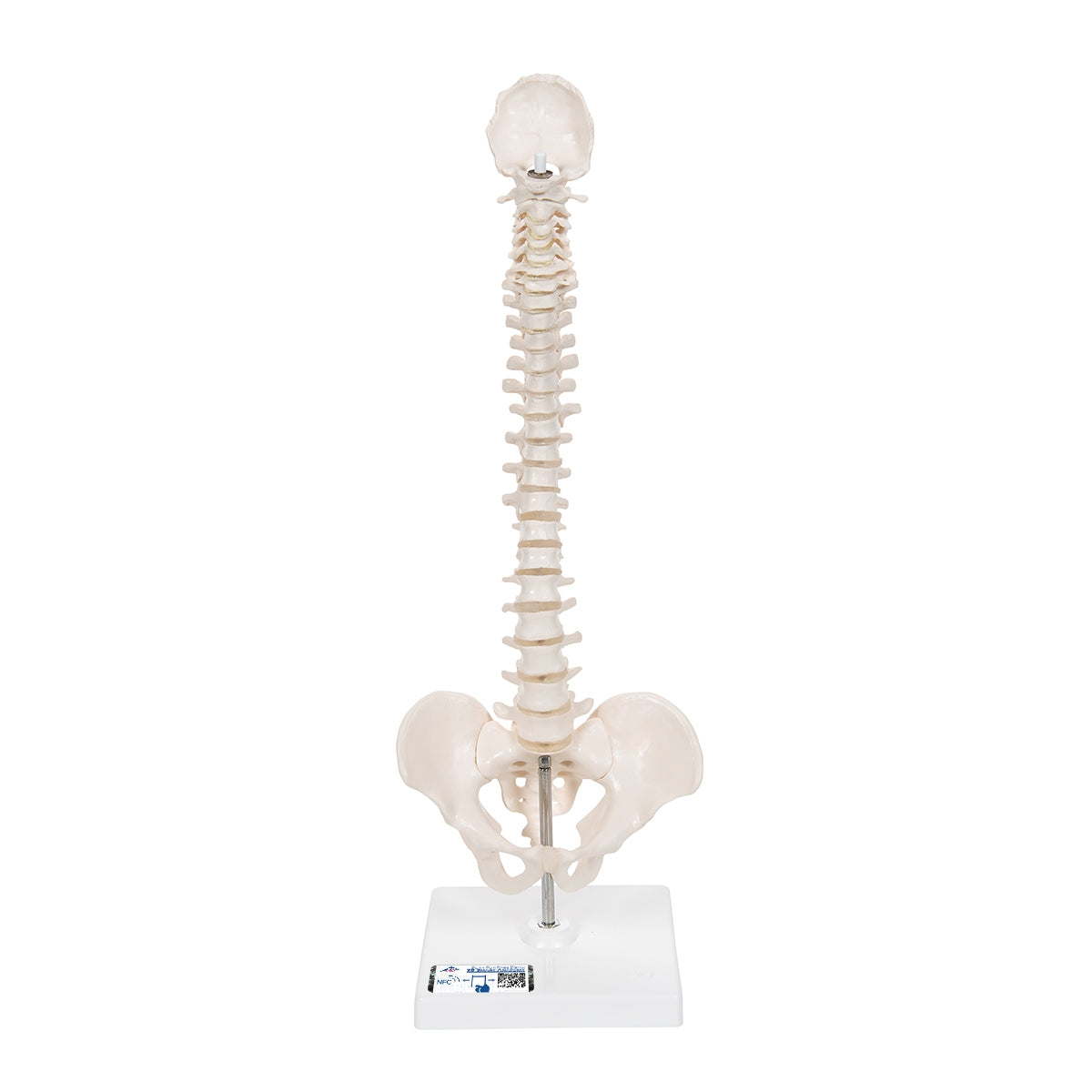 Mini Human Spinal Column Model, Flexible Mounted, on Removable Base - 3B Scientific