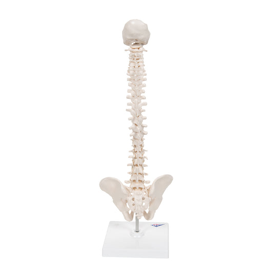 Mini Human Spinal Column Model, Flexible Mounted, on Removable Base - 3B Scientific