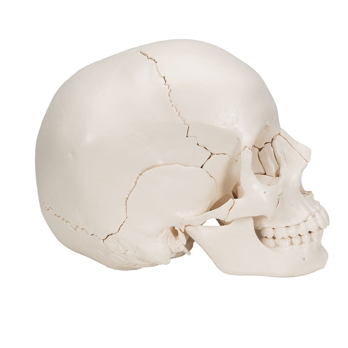 Beauchene Adult Human Skull Model, Bone Colored Version, 22 part - 3B Scientific