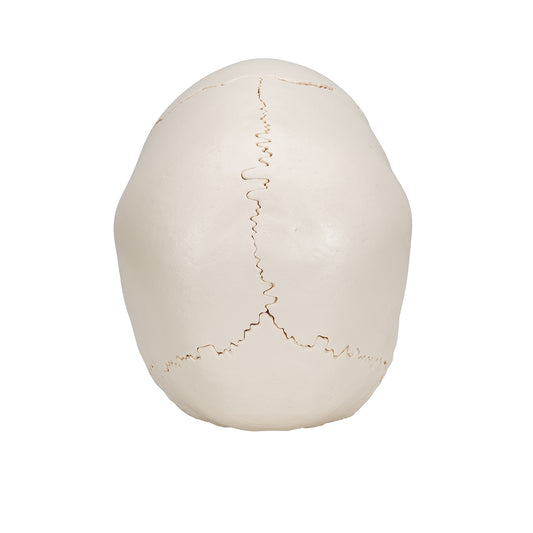 Beauchene Adult Human Skull Model, Bone Colored Version, 22 part - 3B Scientific