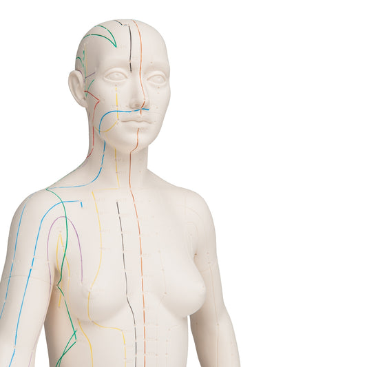 Acupuncture model, female - 3B Scientific