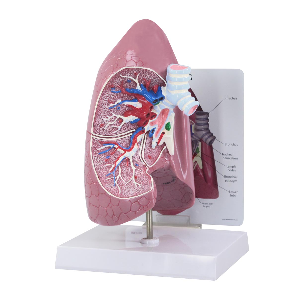 Lung Model - 3B Scientific