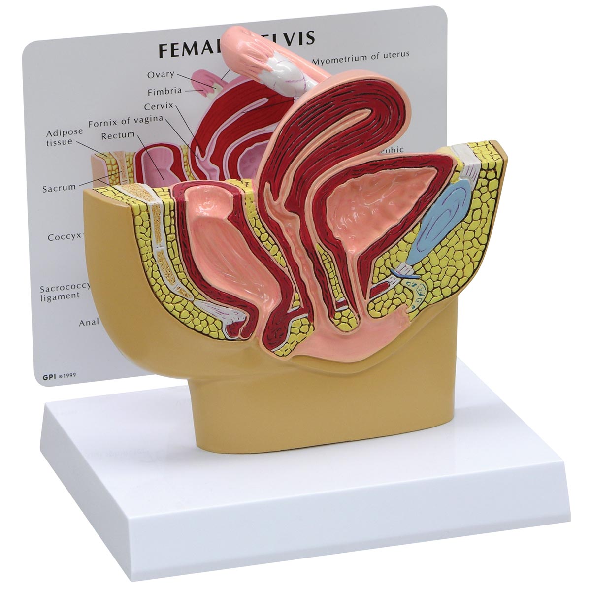 Female Pelvis Model - 3B Scientific