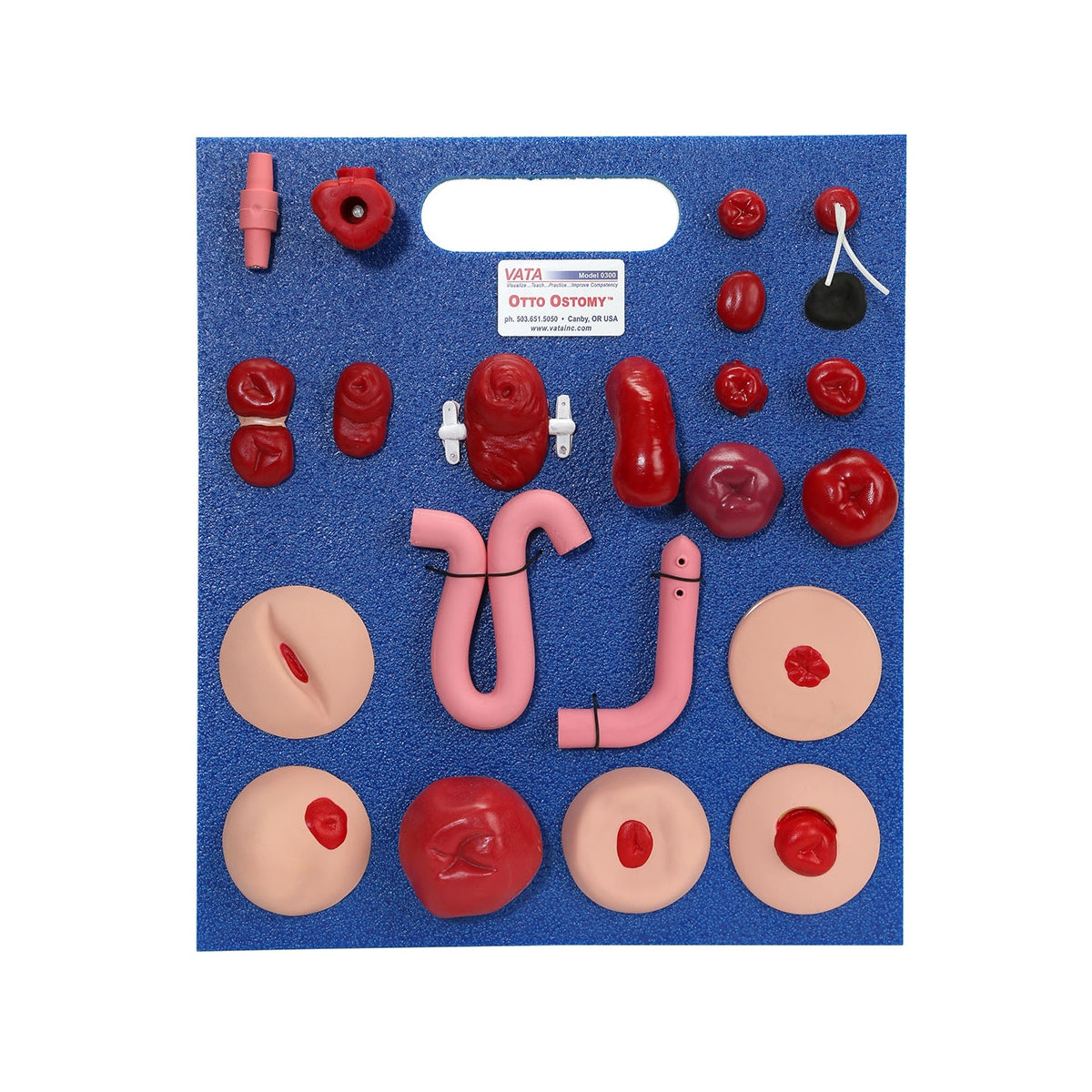 Otto Ostomy™ Advanced Model - 3B Scientific